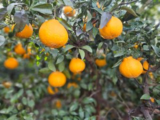 새달귤농장님의 작성글 사진