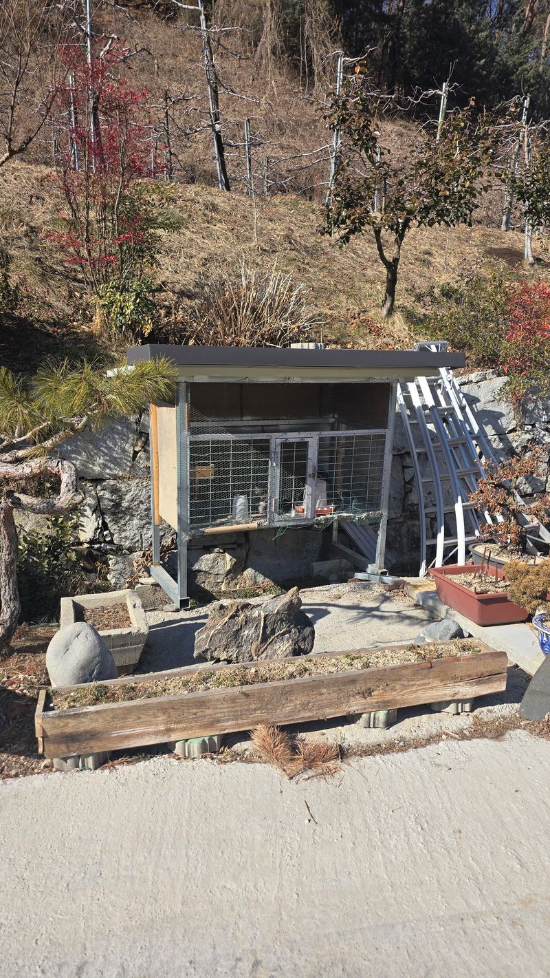 김문규님의 장터 판매 상품 [관상용 닭 (생물)닭장] 첨부 사진