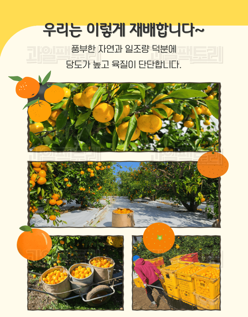 과일팩토리님의 장터 판매 상품 [[한정판매] 제주산 귤 조생감귤 고당도 로얄과/소과 한정특가] 첨부 사진