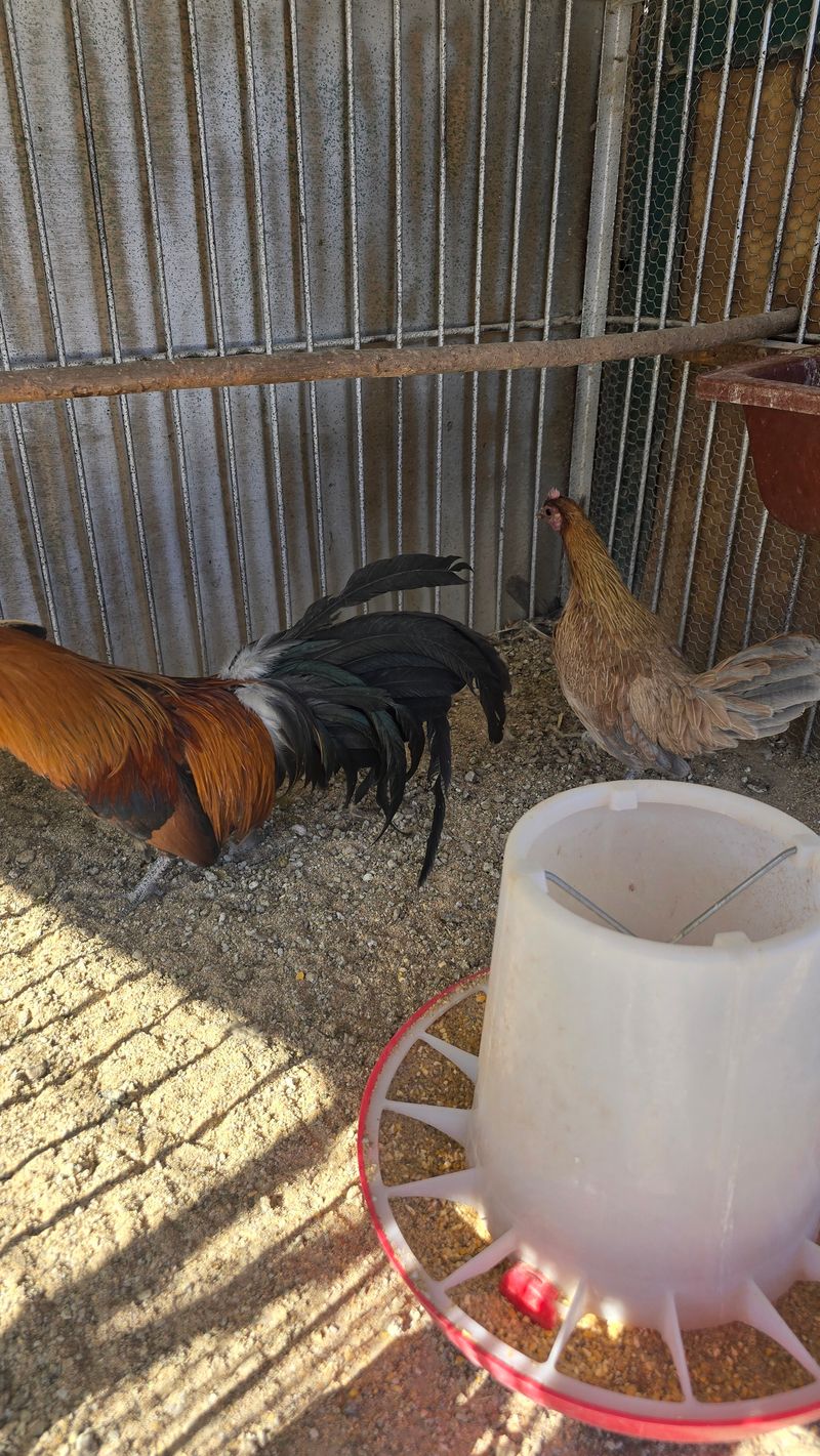 김문규님의 장터 판매 상품 [관상용 닭 (생물)닭장] 첨부 사진