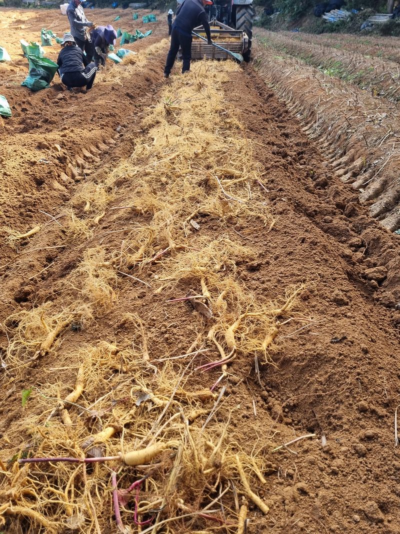 모두팜님의 장터 판매 상품 [세척인삼 1.5k] 첨부 사진