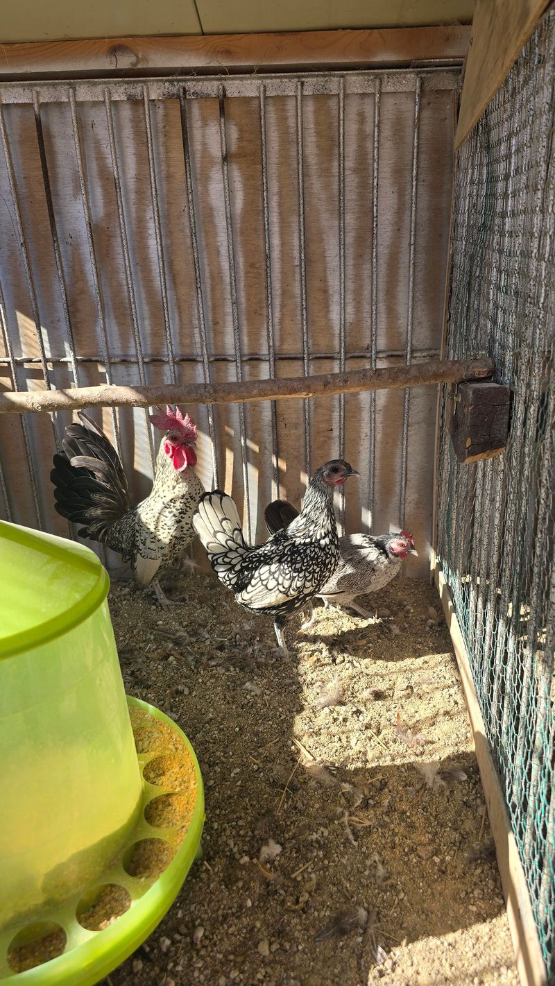 김문규님의 장터 판매 상품 [관상용 닭 (생물)닭장] 첨부 사진