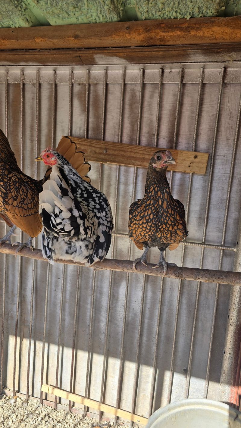 김문규님의 장터 판매 상품 [관상용 닭 (생물)닭장] 첨부 사진