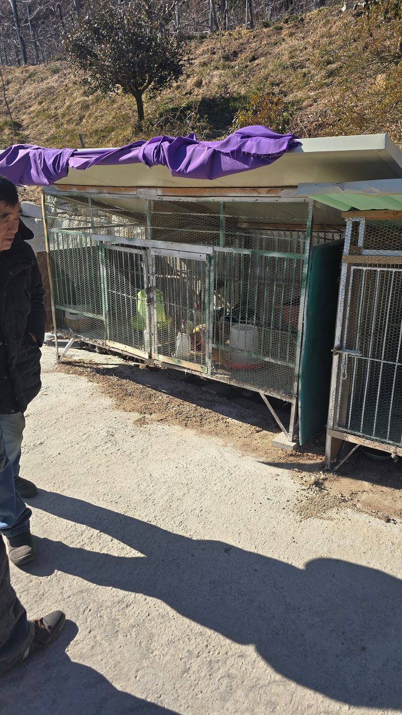 김문규님의 장터 판매 상품 [관상용 닭 (생물)닭장] 첨부 사진