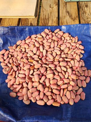 제주부자팜님의 자유주제 · 자유게시판 작성글 사진