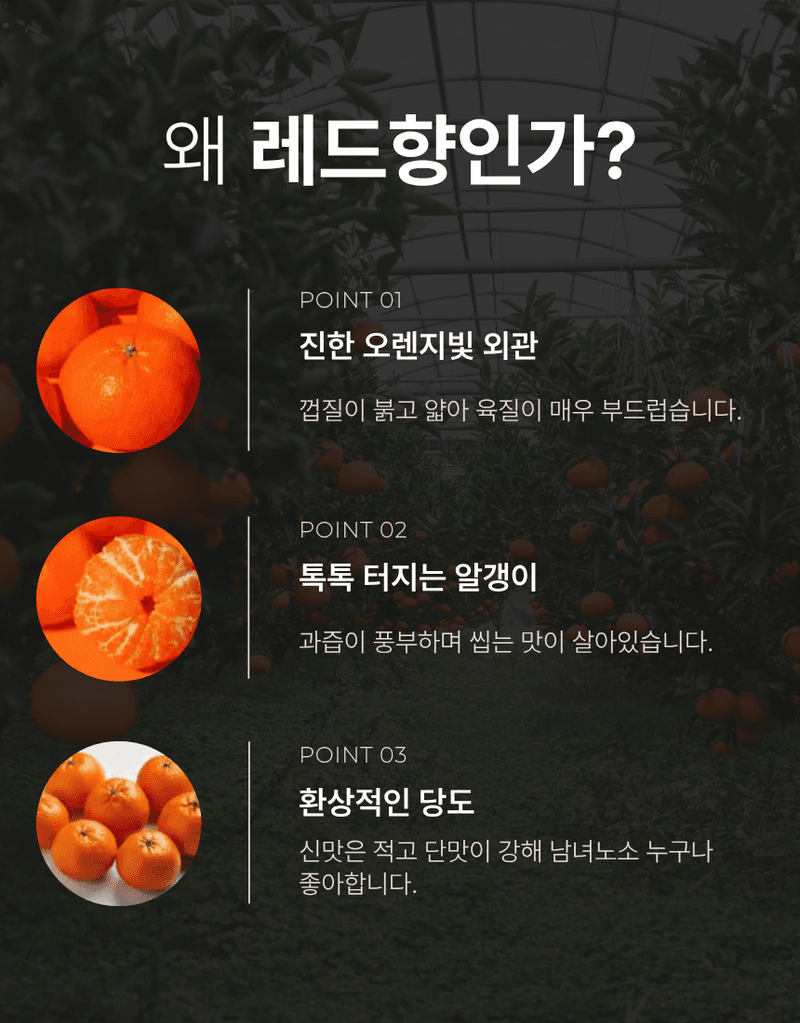 과일팩토리님의 장터 판매 상품 [[붉은보석 레드향] 입안 가득 과즙 폭발 제주도 하우스 레드향 선물세트 1.5kg/2.5kg/4.5kg] 첨부 사진