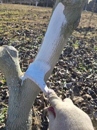 형제들농원님의 자유주제 · 자유게시판 작성글 사진