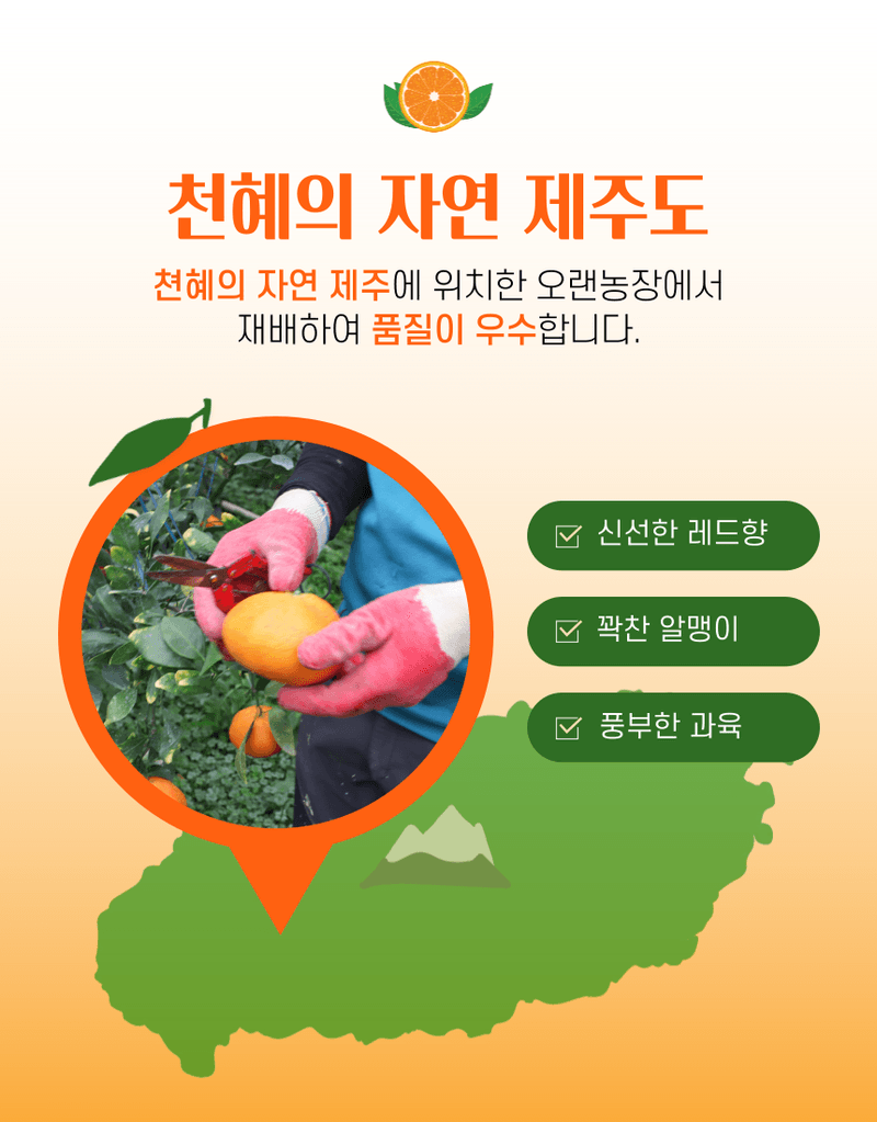 과일팩토리님의 장터 판매 상품 [[당도보장] 고당도 제주 하우스 가정용 레드향 1.5kg/2.5kg/4.5kg] 첨부 사진