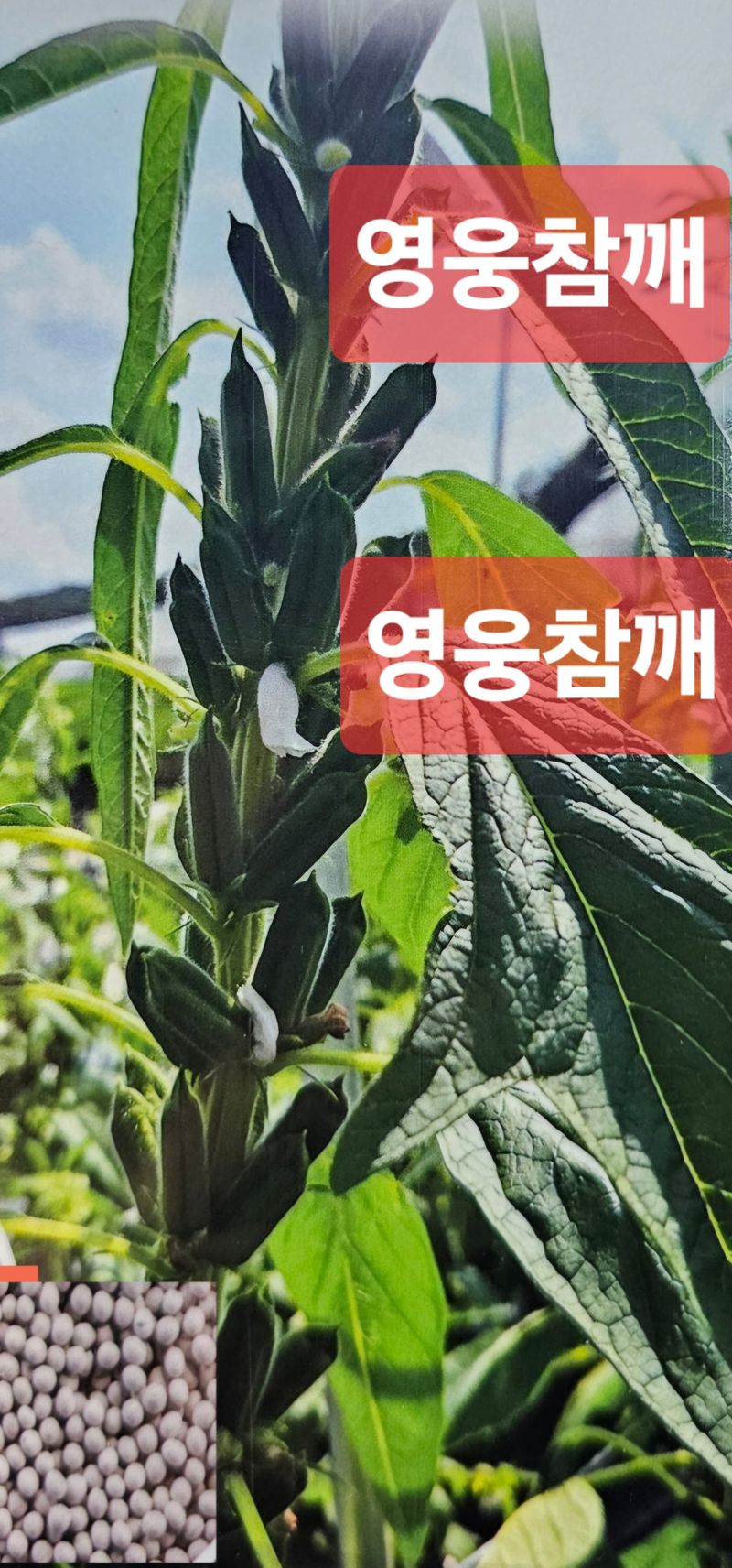 장터 상품 [영웅참깨[정품] 코팅종자] 썸네일