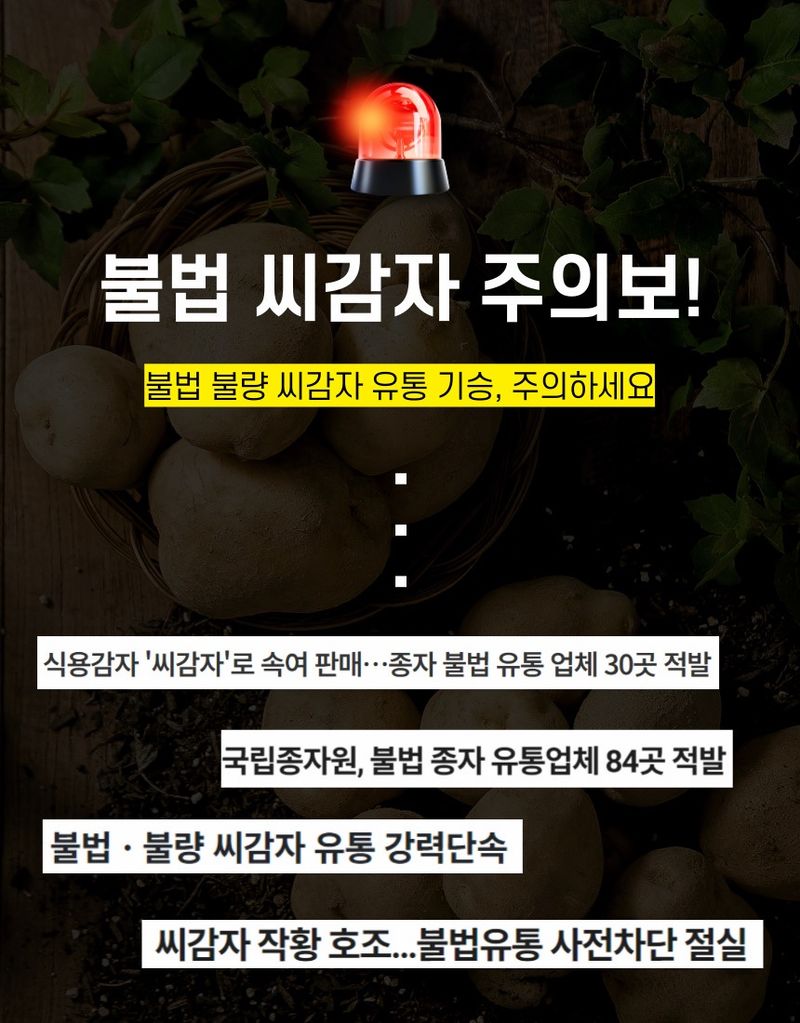 플랜큐님의 장터 판매 상품 [강원도 오대산 정품 수미 두백 씨감자 4kg/10kg/20kg] 첨부 사진