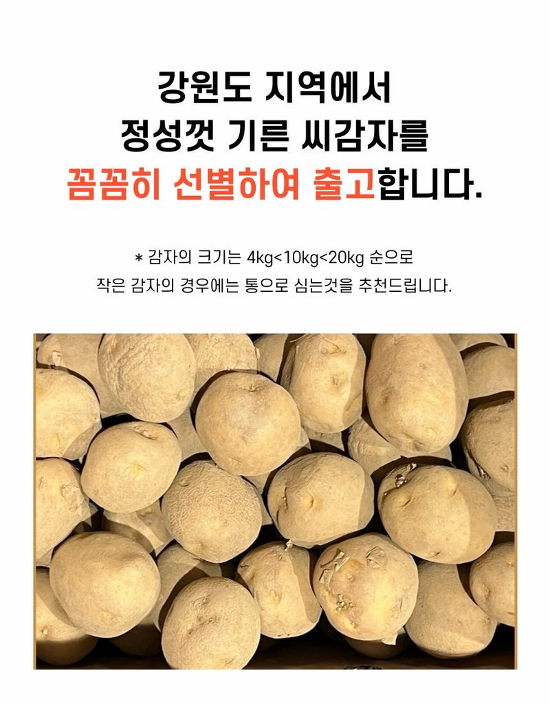 플랜큐님의 장터 판매 상품 [강원도 오대산 정품 수미 두백 씨감자 4kg/10kg/20kg] 첨부 사진