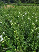 팜모닝 자유주제·자유게시판 게시글 이미지