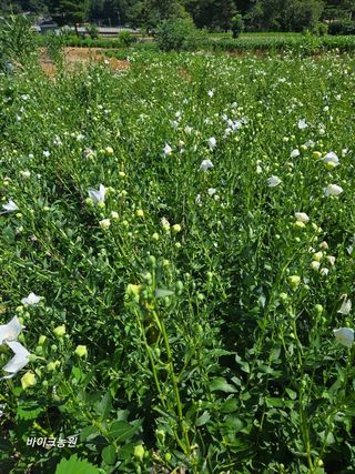 팜모닝회원 바이크농원님의 자유주제 · 자유게시판 작성글 사진