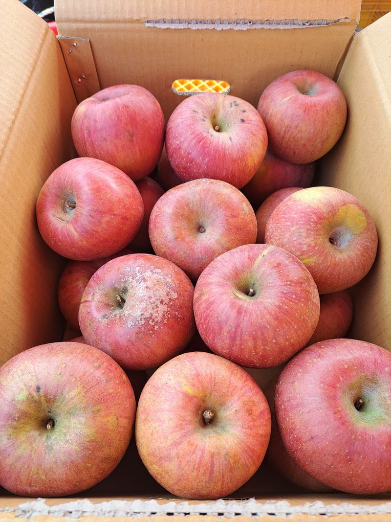 장터 상품 [청송사과4.5키로못난이대과] 썸네일