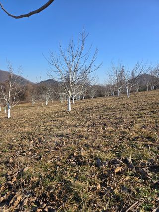 형제들농원님의 자유주제 · 자유게시판 작성글 사진