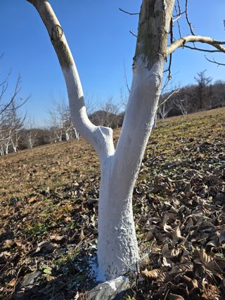 형제들농원님의 자유주제 · 자유게시판 작성글 사진