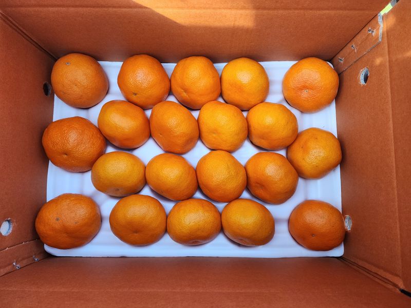 제주부자팜님의 장터 판매 상품 [레드향  3kg 5kg 10kg  ] 첨부 사진