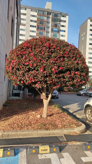 연향님의 자유주제 · 자유게시판 작성글 사진