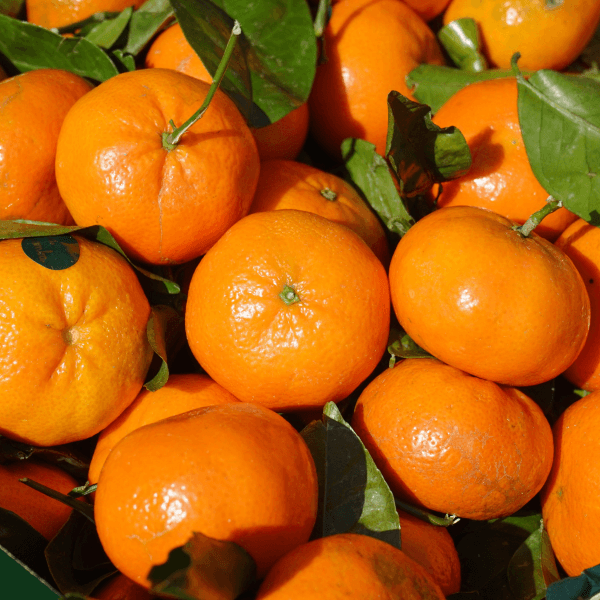 장터 상품 [[당도보장] 고당도 제주 하우스 가정용 레드향 1.5kg/2.5kg/4.5kg] 썸네일