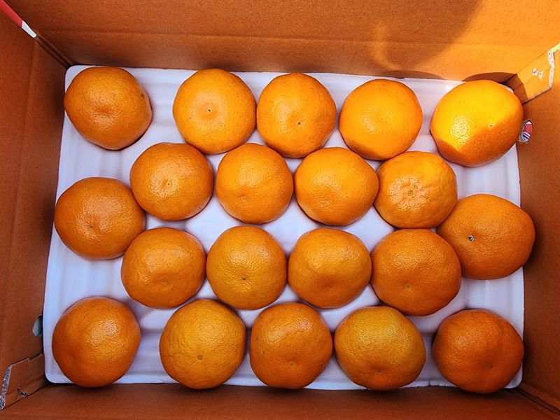 제주부자팜님의 장터 판매 상품 [레드향  3kg 5kg 10kg  ] 첨부 사진