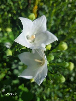 팜모닝회원 바이크농원님의 자유주제 · 자유게시판 작성글 사진