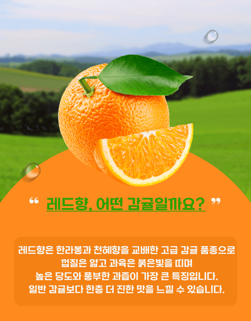 과일팩토리님의 장터 판매 상품 [[당도보장] 고당도 제주 하우스 가정용 레드향 1.5kg/2.5kg/4.5kg] 첨부 사진