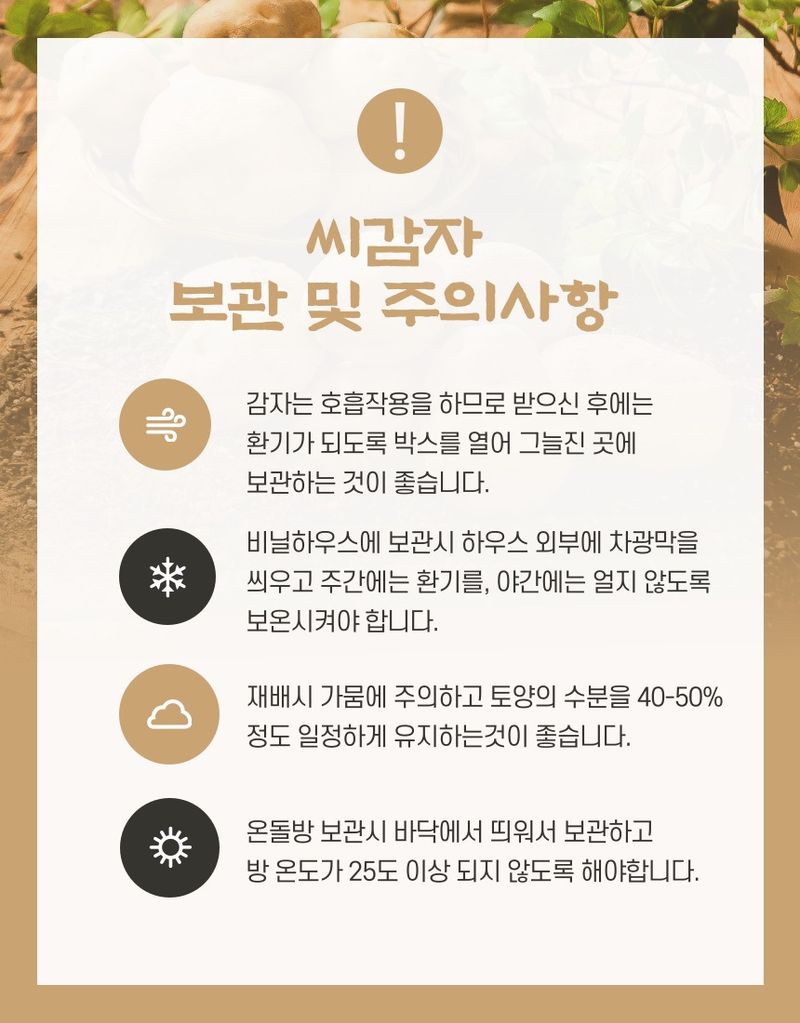 플랜큐님의 장터 판매 상품 [강원도 오대산 정품 수미 두백 씨감자 4kg/10kg/20kg] 첨부 사진