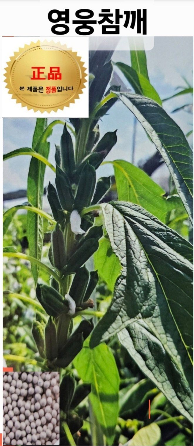 한농농약종묘사님의 장터 판매 상품 [영웅참깨[정품] 코팅종자] 첨부 사진