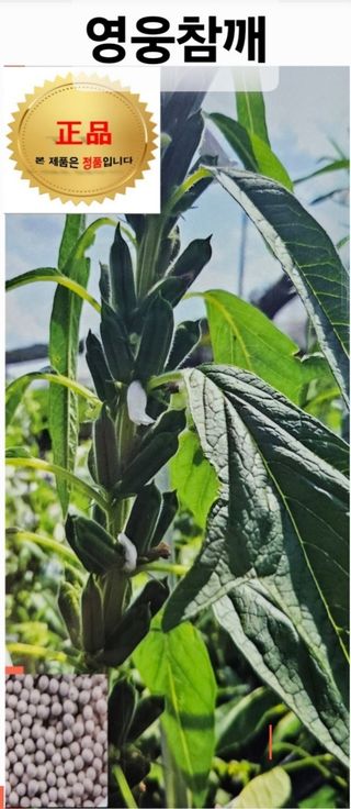 한농농약종묘사님의 작성글 사진