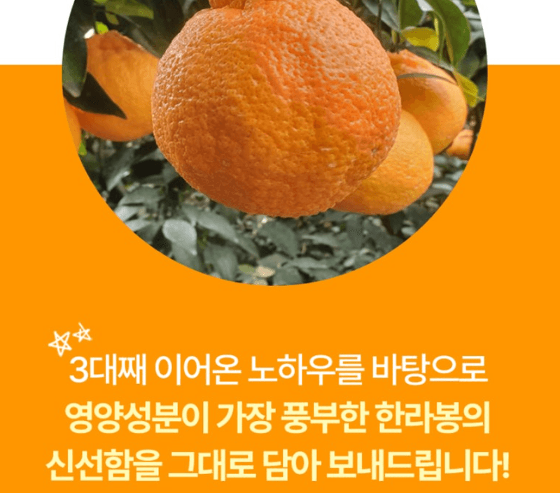 스피드번님의 장터 판매 상품 [초특가 한라봉 선물세트 ] 첨부 사진