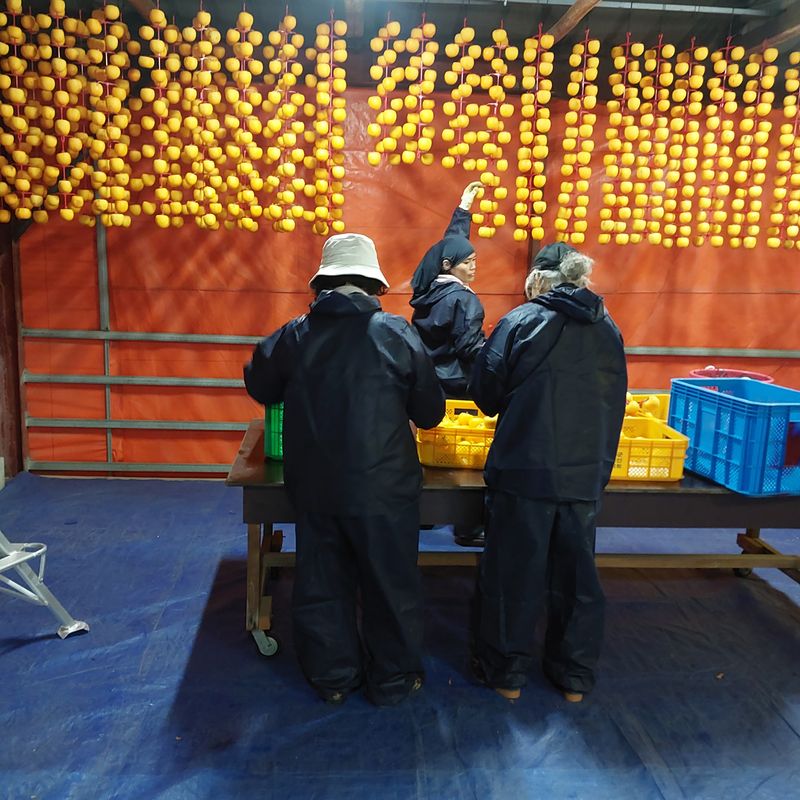 박수연님의 장터 판매 상품 [곶감4호-2.5kg(대과)] 첨부 사진