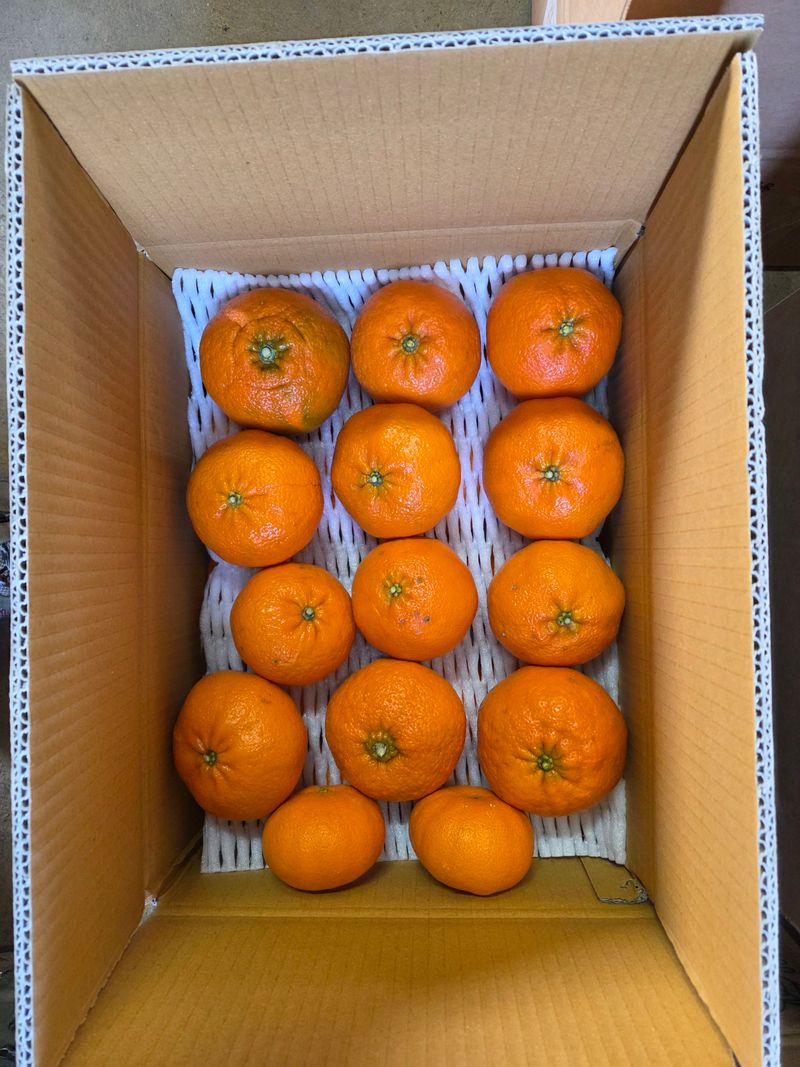 장터 상품 [레드향] 썸네일