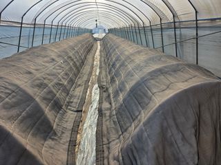 착한농부 안병하님의 자유주제 · 자유게시판 작성글 사진