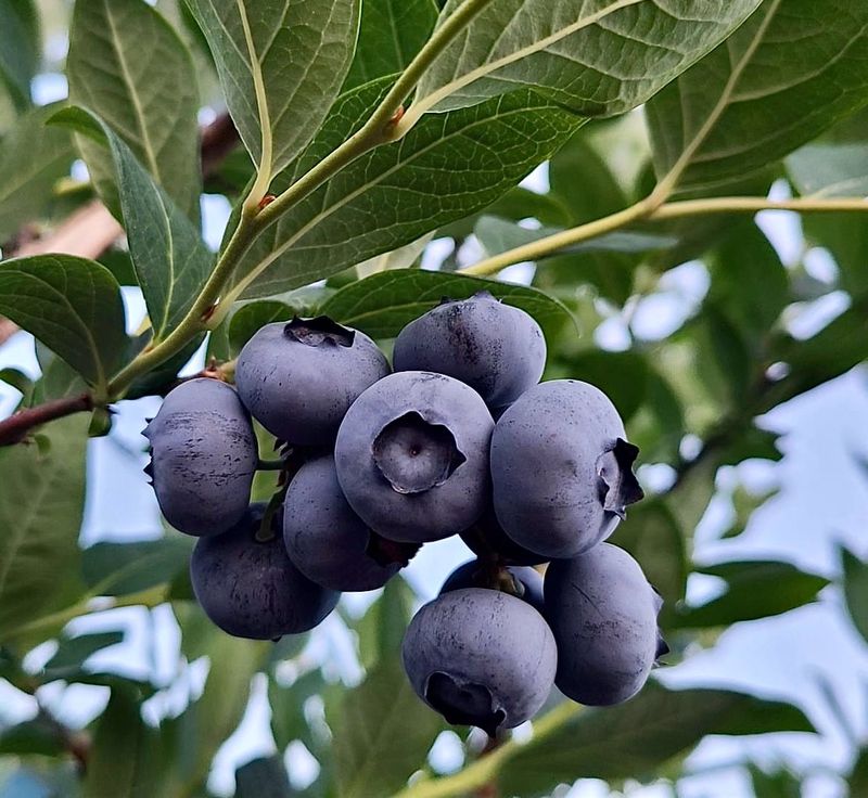 농부손녀님의 장터 판매 상품 [(+500g 듬뿍) 블루베리 생과 1kg + 500g] 첨부 사진
