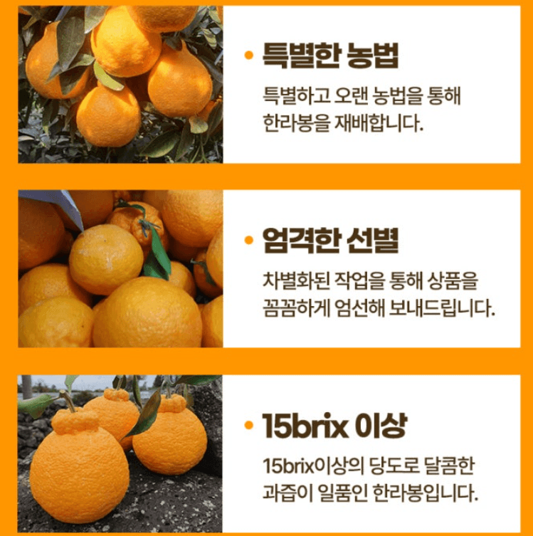 스피드번님의 장터 판매 상품 [초특가 한라봉 선물세트 ] 첨부 사진