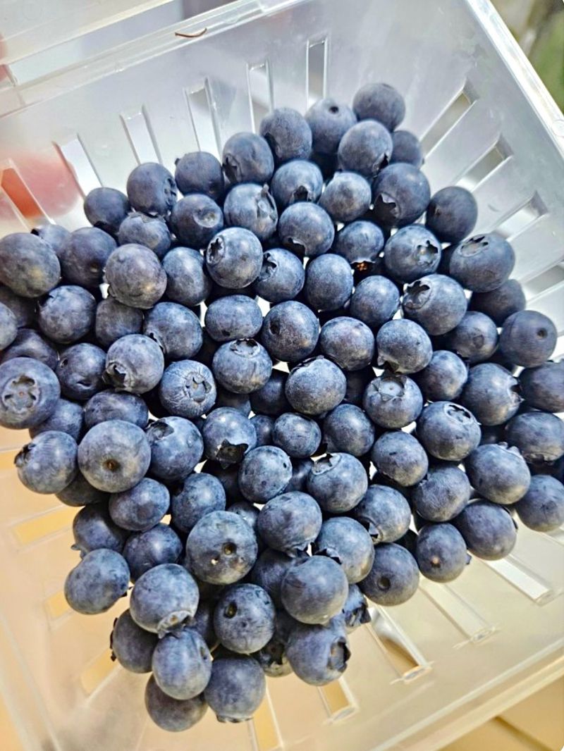 농부손녀님의 장터 판매 상품 [(+500g 듬뿍) 블루베리 생과 1kg + 500g] 첨부 사진