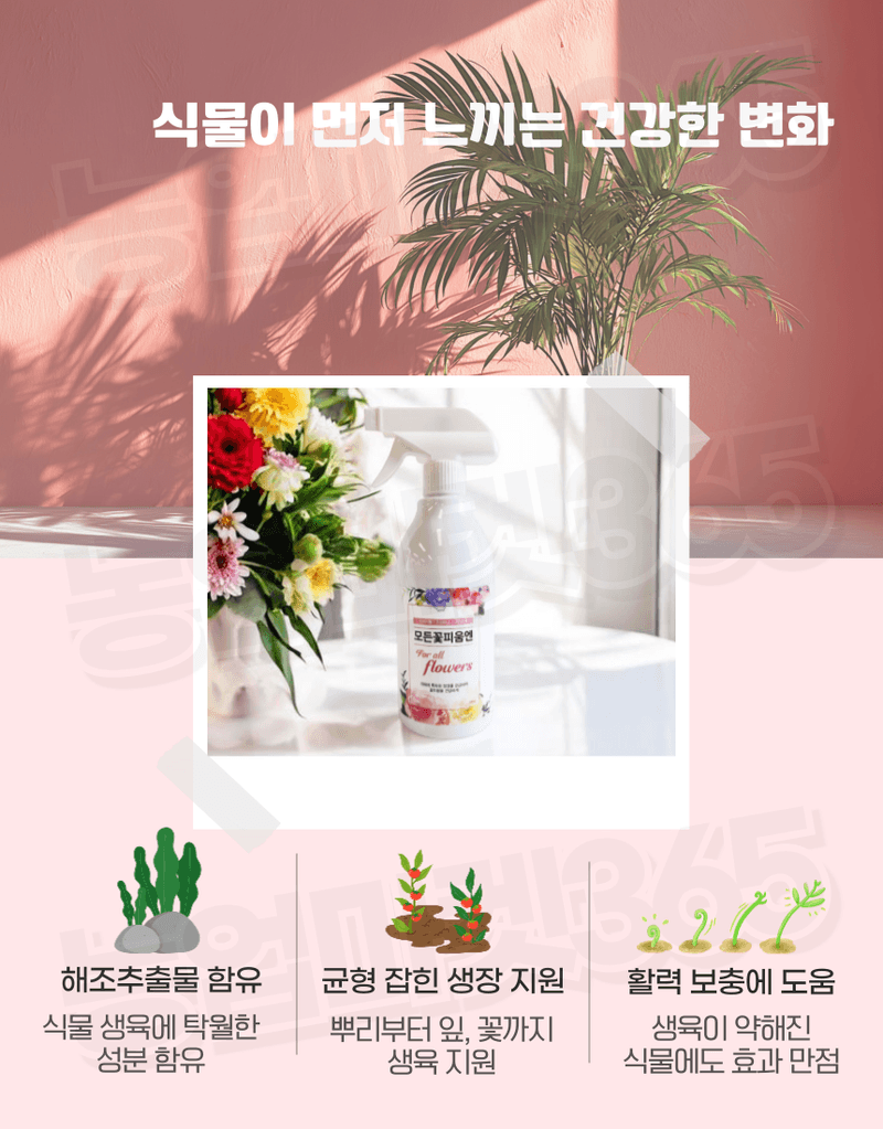 농업마켓365님의 장터 판매 상품 [모든꽃피움엔 꽃눈 개화 결실 케어 해조추출물 스프레이형 500ml 식물영양제 화분영양제 ] 첨부 사진