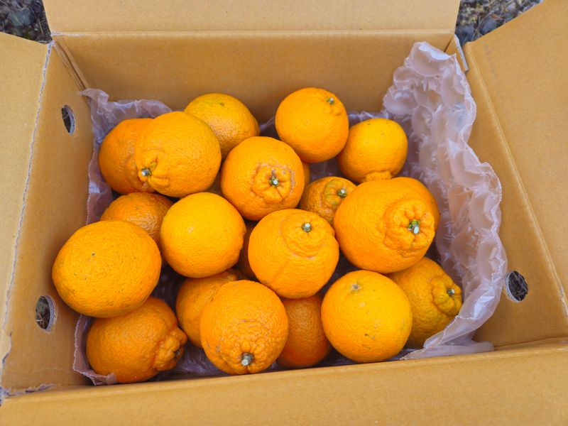 새달귤농장님의 장터 판매 상품 [노지한라봉 대.중혼합] 첨부 사진