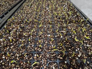 전봉우(채미농원)님의 자유주제·자유게시판 작성글 사진