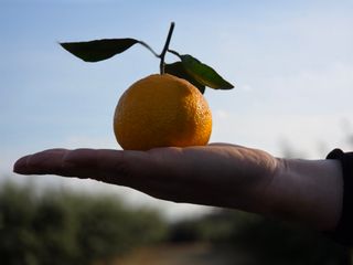 산방자연농원님의 작성글 사진