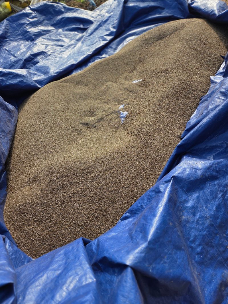 최승표님의 장터 판매 상품 [들깨30kg] 첨부 사진