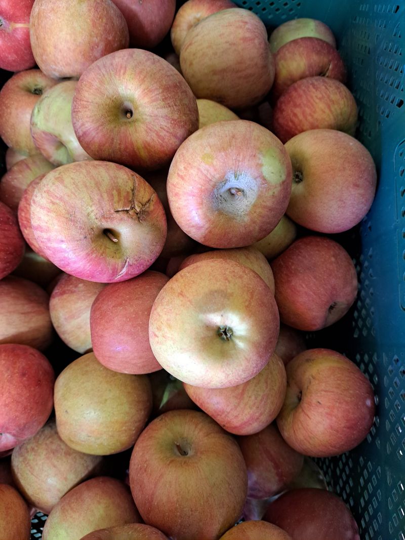 장터 상품 [쥬스용사과4.5키로] 썸네일