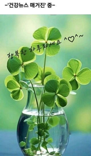 (팽나무*공주)님의 자유주제 · 자유게시판 작성글 사진