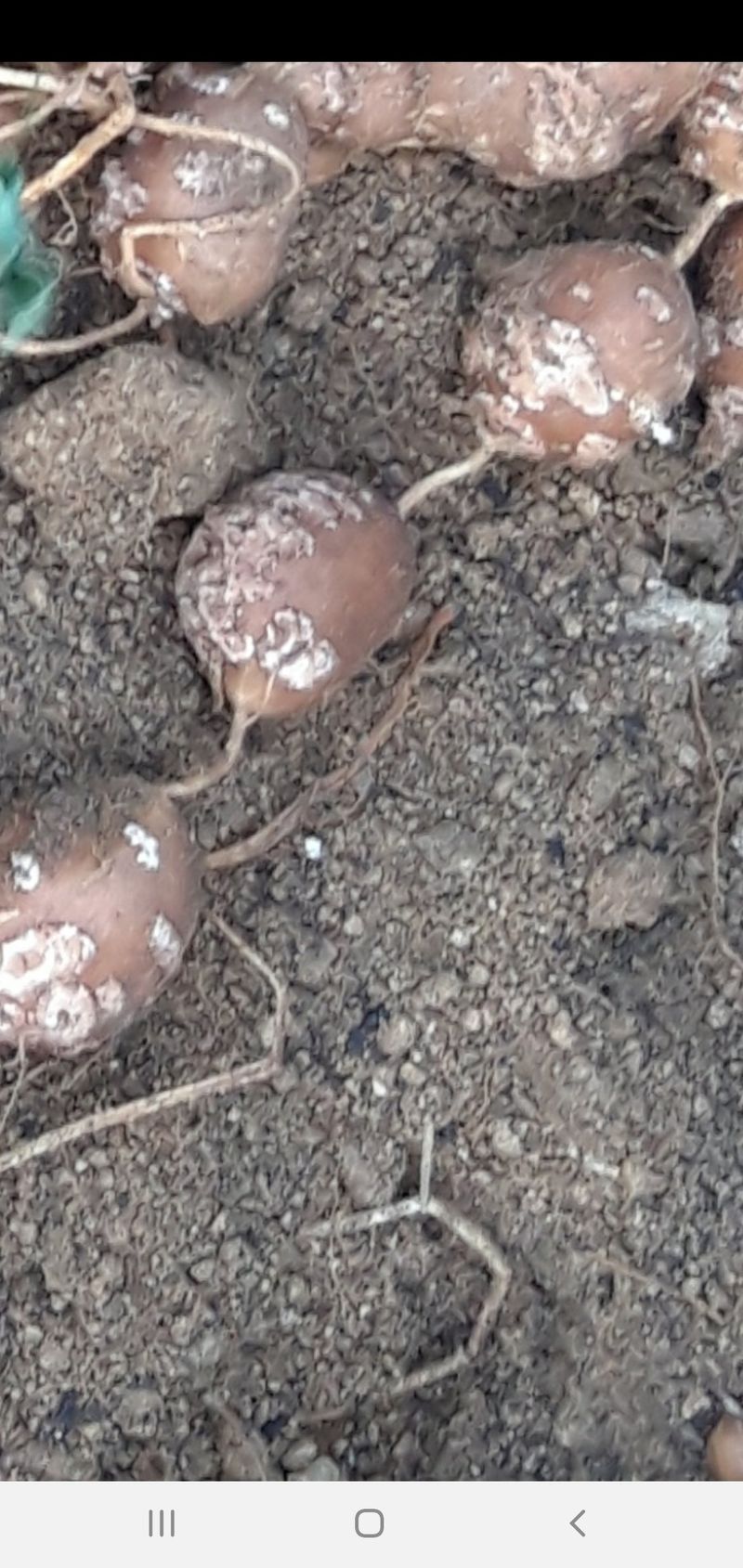 오다가다님의 장터 판매 상품 [인디언감자 (아피오스)] 첨부 사진