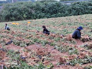 농촌이백억농원^^님의 자유주제 · 자유게시판 작성글 사진