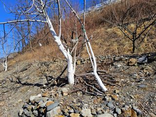 김용대님의 자유주제 · 자유게시판 작성글 사진