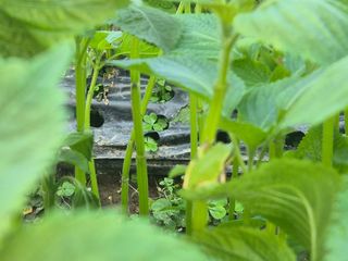 준영농장 출석왕.님의 자유주제 · 사진전 작성글 사진