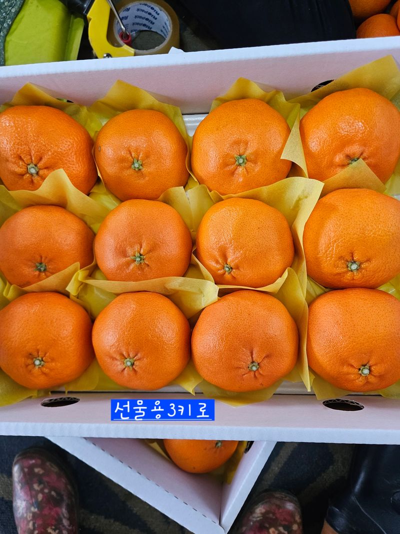 제주 지안이네농장님의 장터 판매 상품 [레드향 3키로선물용] 첨부 사진