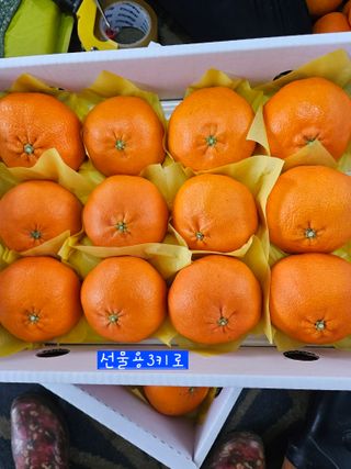 제주 지안이네농장님의 작성글 사진