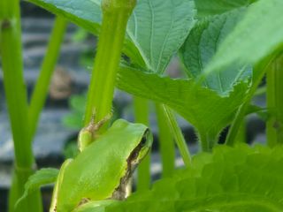 준영농장 출석왕.님의 자유주제 · 사진전 작성글 사진